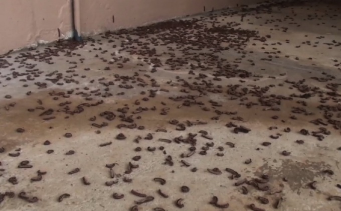 ตัวตะเข็บบุกบ้าน ที่จ.อุทัยธานี