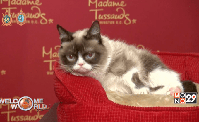 เปิดตัวหุ่นขี้ผึ้ง “กรัมปี้แคท”