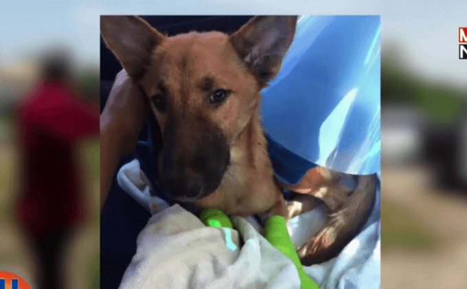 ตร.จับผู้ต้องหาใจโหดฟันขาสุนัขขาด 2 ข้าง