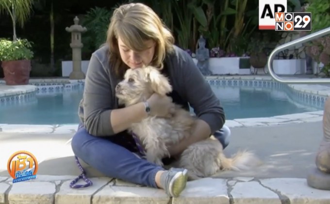 มูลนิธิช่วยเหลือสัตว์ผลักดันให้ยุติเทศกาลกินเนื้อสุนัข