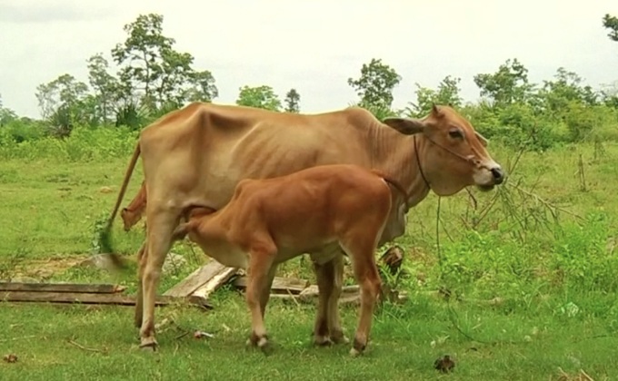 หญิงกัมพูชาเชื่อ สามีกลับชาติมาเกิดเป็นวัว