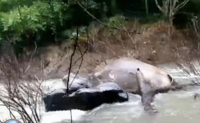 เตรียมชำแหละซากช้างพลัดน้ำตกเหวนรก