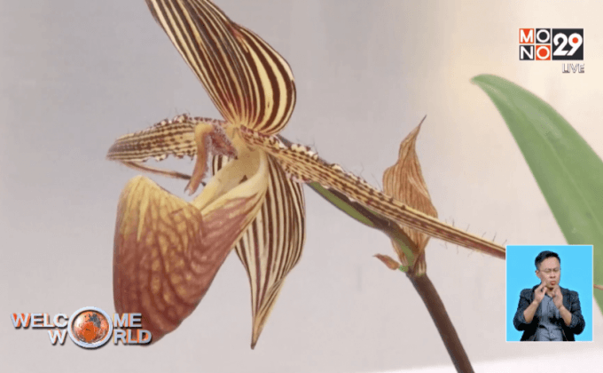 1 ใน 5 ของพืชทั่วโลกเสี่ยงสูญพันธุ์