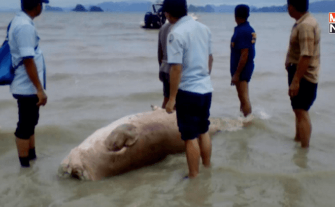 พะยูนถูกฆ่าตัดหัวเอาเขี้ยวทำเครื่องราง