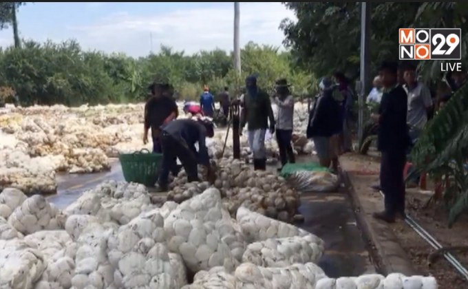 เกษตรกรอีสาน เรียกร้องแก้ปัญหาราคายางพาราตกต่ำ