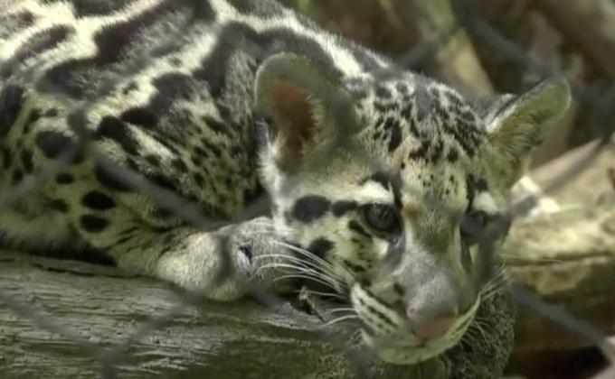 เสือลายเมฆคู่แรกในสวนสัตว์กรุงวอชิงตันดีซี