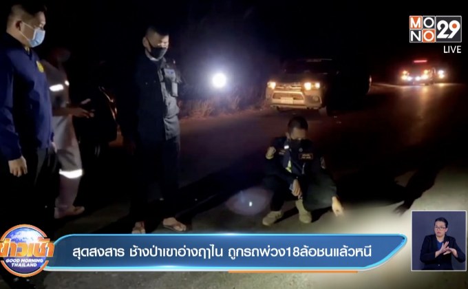 สุดสงสาร ช้างป่าเขาอ่างฤาไน ถูกรถพ่วง18ล้อชนแล้วหนี