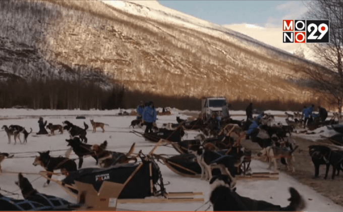 กีฬาสุนัขลากเลื่อนน้ำแข็งที่สวีเดน