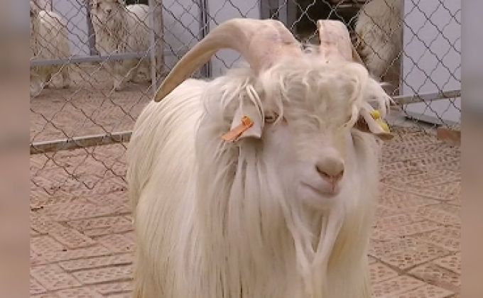 แพะโคลนนิ่งให้กำเนิดลูกครั้งแรก