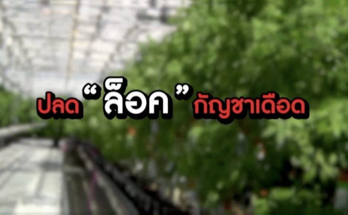 The Morning – ​จับตาสิทธิบัตร “กัญชา” หวั่นต่างชาติได้ประโยชน์