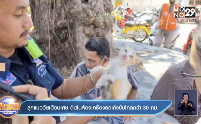 ลูกแมววัยเดือนเศษ ติดในห้องเครื่องรถเก๋งขับไกลกว่า 30 กม.