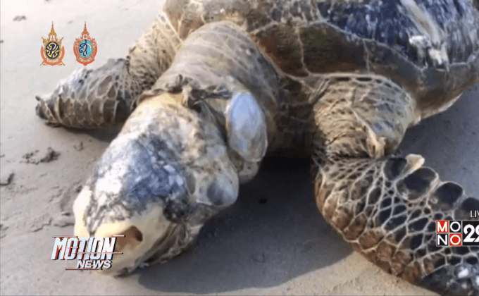 เต่าตนุหนัก 50 กก.ตายที่ชายหาดทะเลระยอง