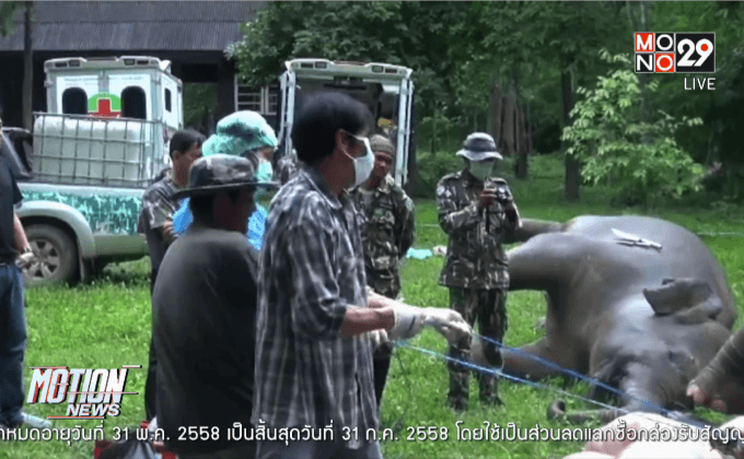 แจ้งเอาผิดทำร้ายช้างป่า จ.ประจวบคีรีขันธ์