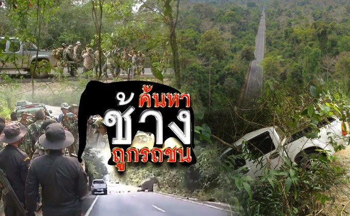 ค้นหาช้างถูกรถชน