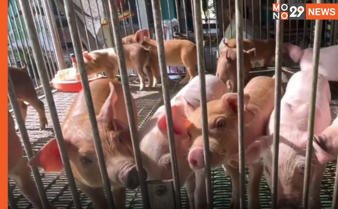 “อธิบดีปศุสัตว์” ยอมรับ พบโรค ASF ในหมูจริง จากโรงฆ่าที่นครปฐม