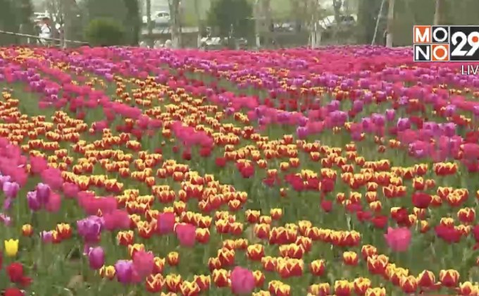 ดอกไม้หลากสีสันอวดความงดงามในจีน