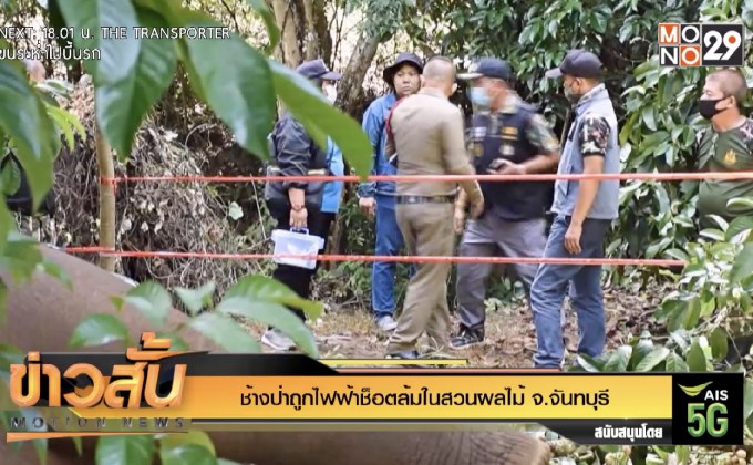 ช้างป่าถูกไฟฟ้าช็อตล้มในสวนผลไม้ จ.จันทบุรี