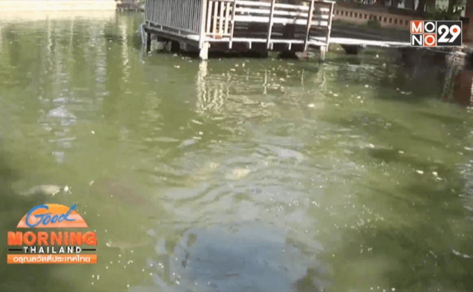 ปลาวัดดัง จ.อ่างทอง กินกล้วยสุก