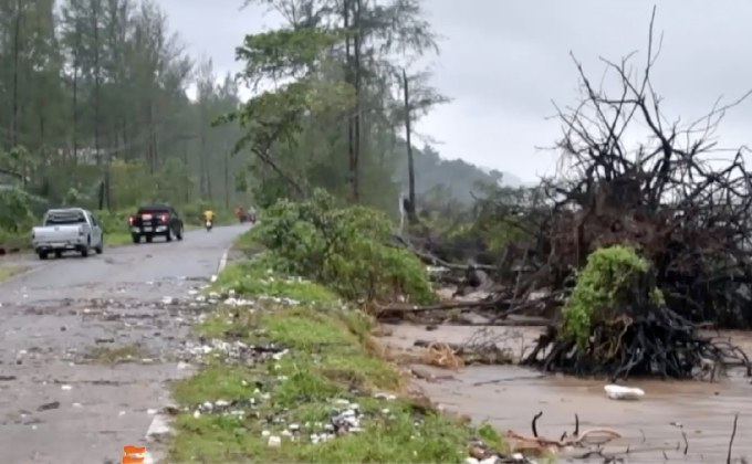 ต้นสนล้มนับ 100 ต้น จ.ระนอง