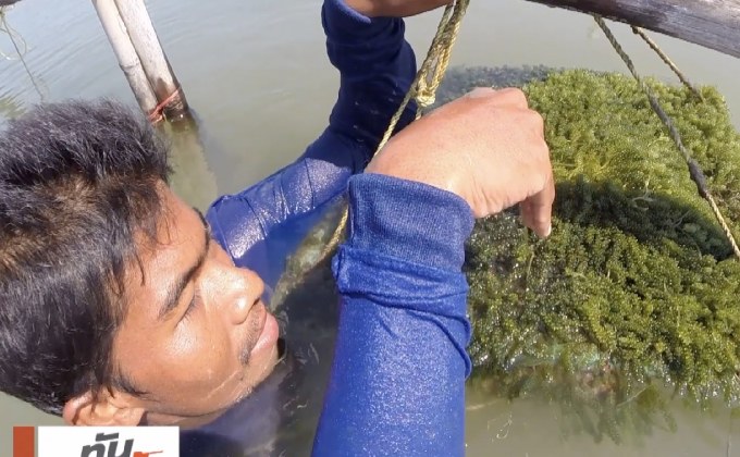 เจษฎาพาลุย : ตะลอนฟาร์มสาหร่ายพวงองุ่น จ.เพชรบุรี