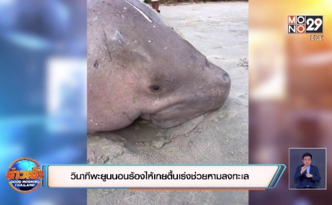 วินาทีพะยูนนอนร้องไห้เกยตื้นเร่งช่วยหามลงทะเล