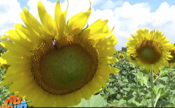 ทหารปลูกดอกทานตะวันในค่าย รับนักท่องเที่ยว