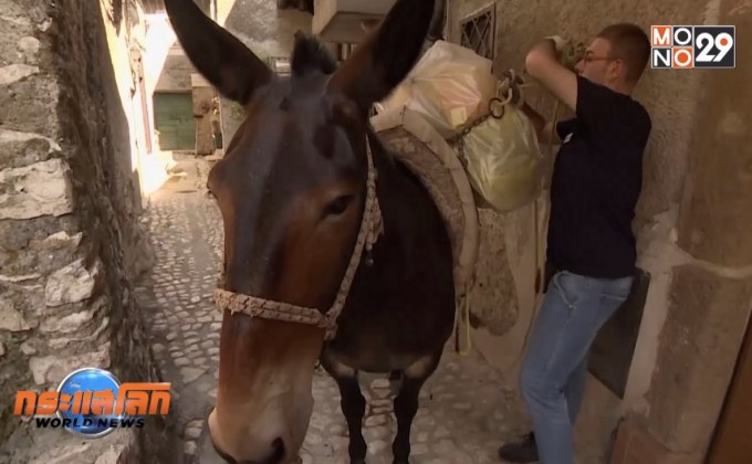 อาชีพแปลกจูงล่อเก็บขยะในอิตาลี