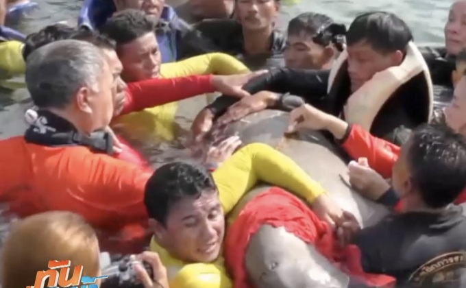 3 องค์กร จี้ สวทช. – กรมอุทยานฯ ยกเลิก “ติดแท็ก” พะยูน