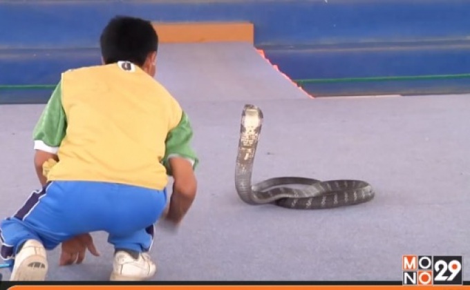 เตรียมงูจงอางยักษ์ แสดงรับท่องเที่ยวสงกรานต์