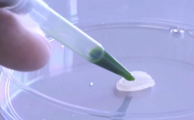 นักวิทยาศาสตร์ชิลีสร้างหนังเทียมจากสาหร่าย