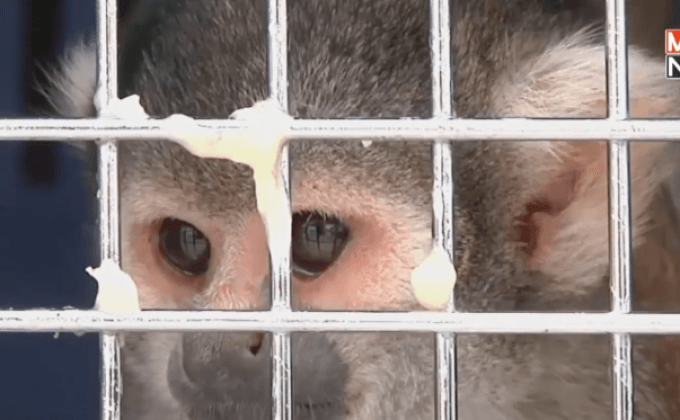 เปรูปราบ ค้าสัตว์ผิดกฏหมาย