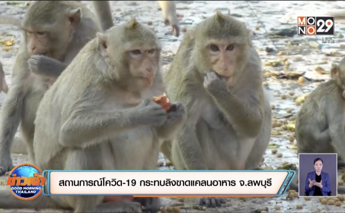 สถานการณ์โควิด-19 ส่งผลให้ลิงขาดแคลนอาหาร จ.ลพบุรี