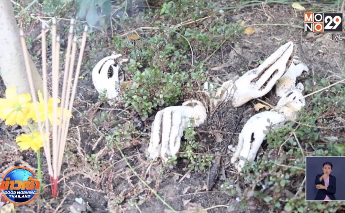 ชาวบ้านแห่ดู “เห็ดมือผี” กลิ่นคล้ายศพ จ.บุรีรัมย์