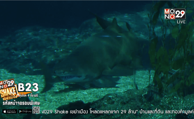 เปิดอาณาจักรฉลามจ้าวสมุทร ที่ SEA LIFE Bangkok Ocean World