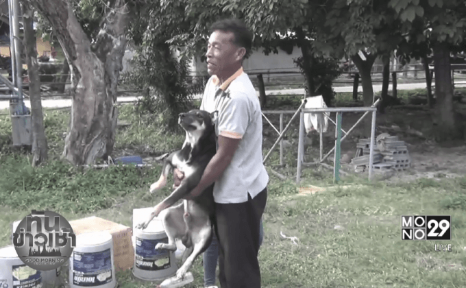 ปศุสัตว์มุกดาหารคุมเข้ม หลังพบเชื้อพิษสุนัขบ้าในหัววัว