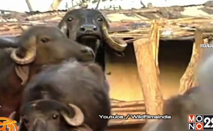 อินเดียจัดระเบียบโรงฆ่าสัตว์