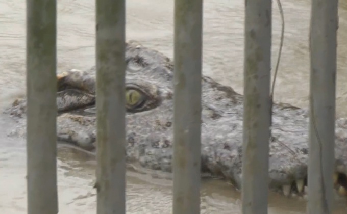 เร่งติดตามจระเข้เลี้ยงหลุดลงแม่น้ำป่าสัก จ.เพชรบูรณ์