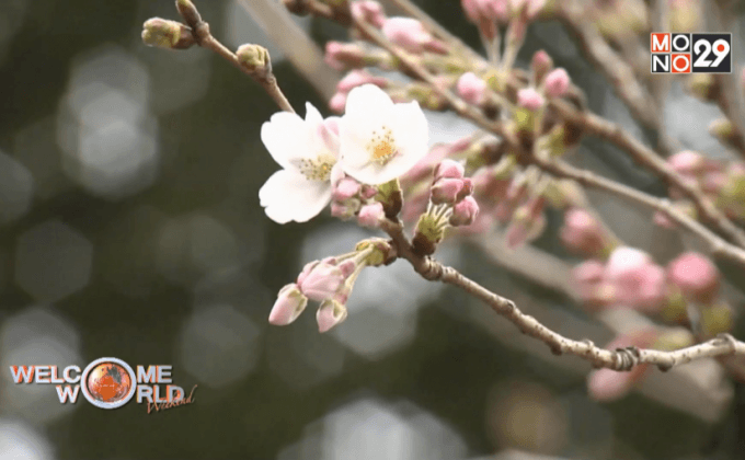 เทศกาลชมดอกซากุระในญี่ปุ่น