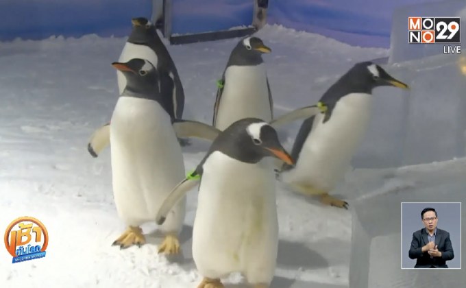 นักท่องเที่ยวแห่ชมเพนกวินที่เมืองฮาร์บิน