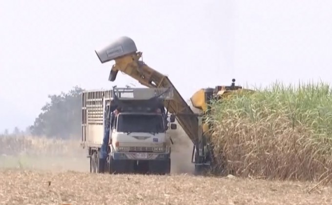 แบนพาราควอตกระทบธุรกิจน้ำตาล 1.5 แสนล้าน