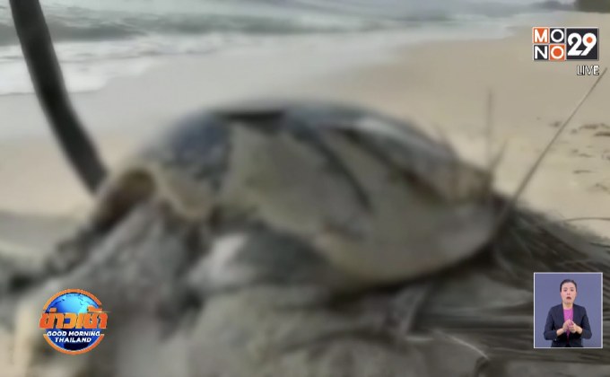 ซากเต่าตนุยักษ์ลอยติดหาดบางดี จ.นครศรีธรรมราช