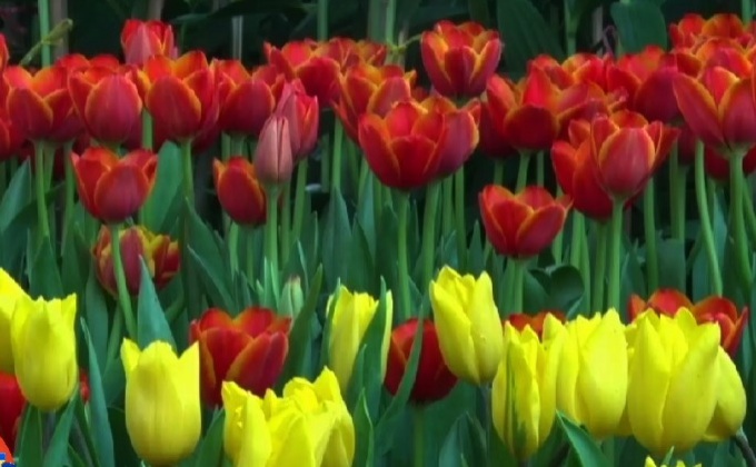 ชื่นชมทิวลิปบาน กลางงานไม้ดอกไม้ประดับเชียงใหม่