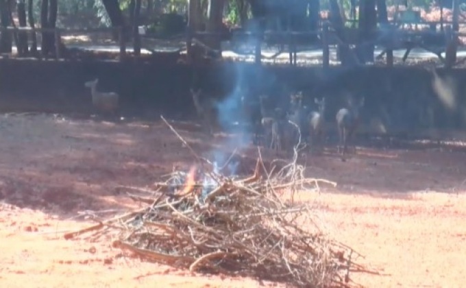 อากาศแปรปรวนส่งผลกระทบต่อสัตว์