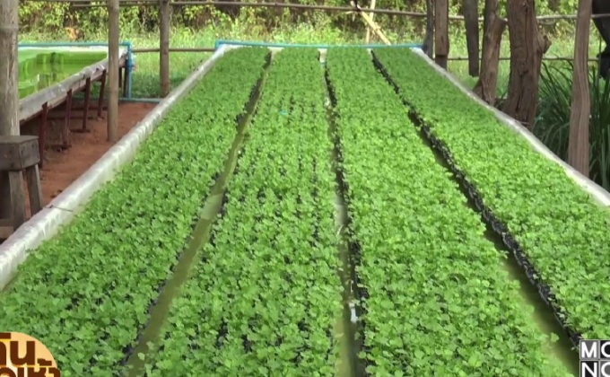 อดีตครู ปลูกขึ้นฉ่าย ตามรอยพ่อพอเพียง