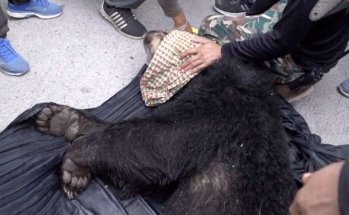 ตรวจพิสูจน์หมีควายเป็นหมีเลี้ยงหรือหมีป่า