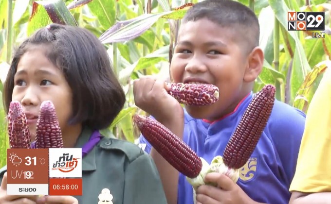 ข้าวโพดหวานแดงราชินีทับทิมสยาม ทานสดได้