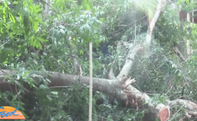 ชาวอุบลฯ เรียกร้องจับกุมขบวนการตัดไม้พะยูงอายุ 100ปี