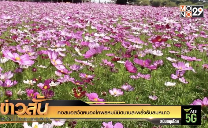 คอสมอสวัดหนองโคพรหมนิมิตบานสะพรั่งรับลมหนาว