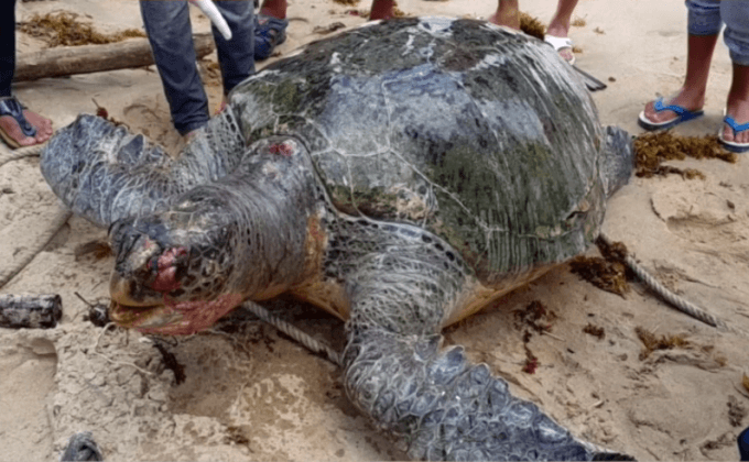 พบซากเต่าตนุชายหาดชุมพร