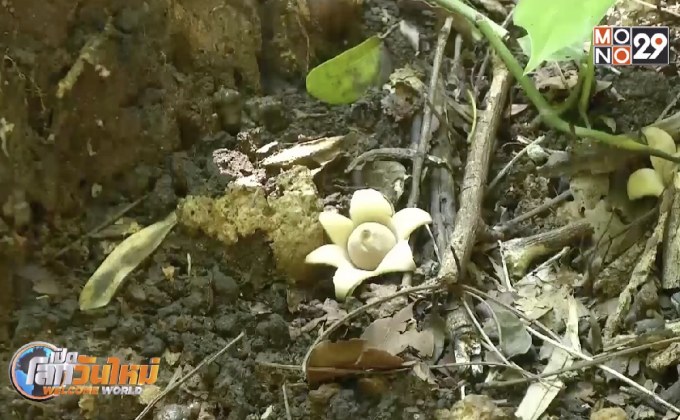ฮือฮา พบ “เห็ดดาวดิน” แปลกติด 1 ใน 10 ของโลก